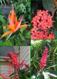 Flowers in Port Douglas.