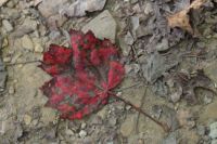 Leaf on the Trail