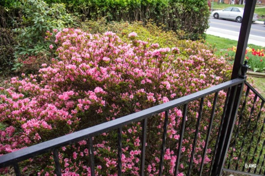 Solve Early Blooming Azalea Jigsaw Puzzle Online With 12 Pieces