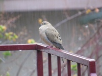 Bird in the Rain