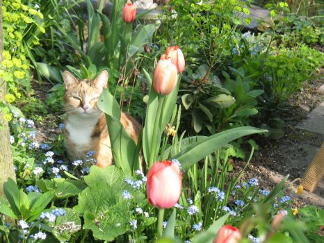 Our cat between the flowers