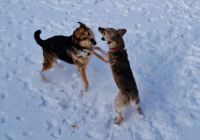 playtime