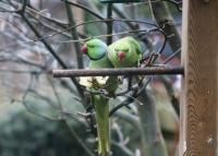 ring-necked parakeet couple enjoying some apple at the bird restaurant