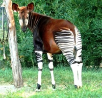 Okapi- also known as the “forest giraffe”