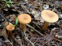 Mushrooms: Three in a row!