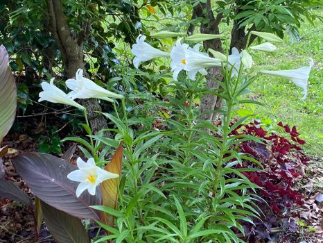 My Easter lilies, a bit late