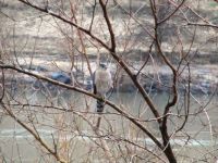 Hawk on a Rainy Day