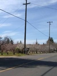 Orchards bursting into bloom 15 Feb 2020