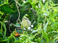 Sleepy Young Blue Tit