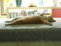 Relaxing Amber