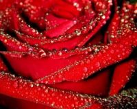 a beautiful rose