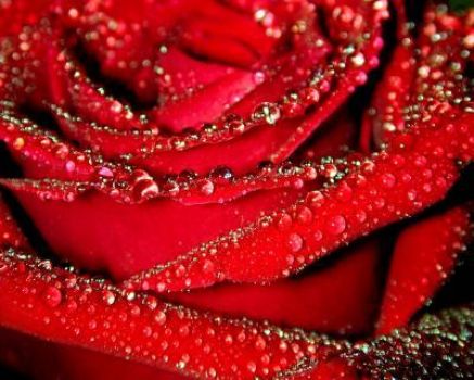 a beautiful rose
