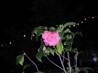 Night bloom