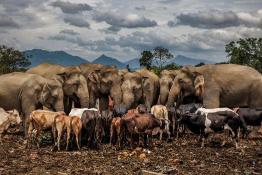 Solve Elephants Sharing Food with Cattle jigsaw puzzle online with 117 ...