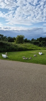 Swan family.