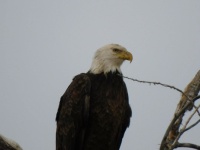 Our National Bird (large)