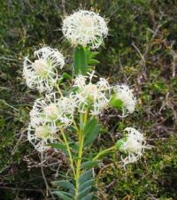 Western Australian Wildflower