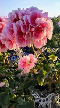remembering the summer