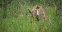 Deer rear end