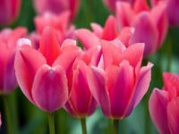 Pink Tulips (Apr17P13)