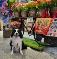 Ollie at the gift shop 1❤️