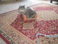 1 box + 1 cat = Happy Bella!