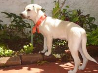 Laninha