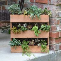 s-17-insanely-fun-ways-to-display-your-favorite-succulents-flowers-gardening-succulents-1