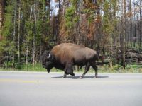Buffalo named Road Boss