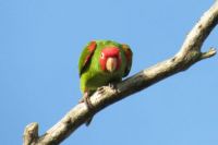 Red-Masked Parakeet IMG_3924