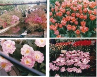 *Holland (1989) 3 of 4