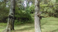 IMAG8681