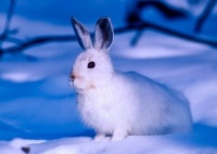 arctic - snow hare