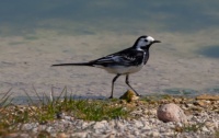 Pied Wagtail ♥️ at the beach...