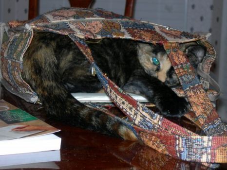 Bella in a Bag.jpg