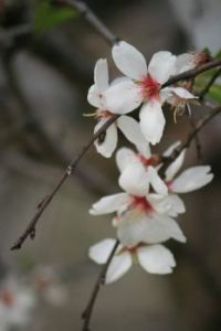 ♡༻🌸༺♡ Almond tree flower ♡༻🌸༺♡