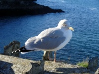 Port Isaac, Cornwall  (9)