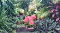 Spring flowers