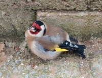 Puttertje (NL) or European Goldfinch