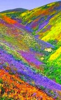 Valley of Flowers - Himalayas, India