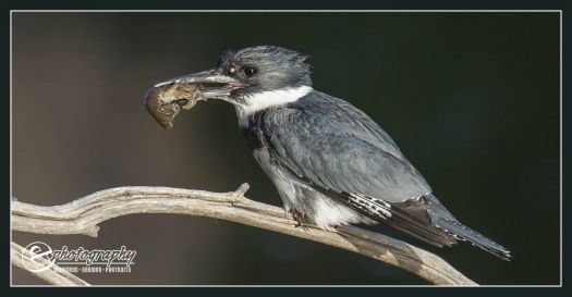 Male Belted Kingfisher with Crawdad