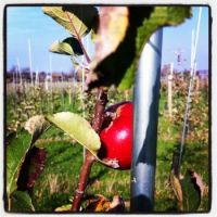 apple