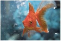 Scientists Teach Goldfish To Drive!