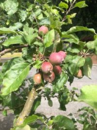 Growing apples