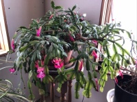 Grama Emma’s cactus is blooming