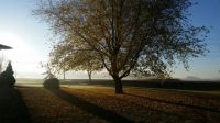 Foggy November Morning