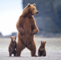 Mama and two baby Bears
