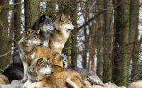 Wild Wolf Pack