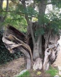 Rebirth of a tree