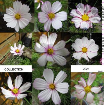 Second Cosmos or Cosmea Collage